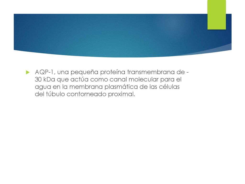 AQP-1, una pequeña proteína transmembrana de - 30 kDa que actúa como canal molecular para el agua en la membrana plasmática de las células del túbulo contorneado proximal.
