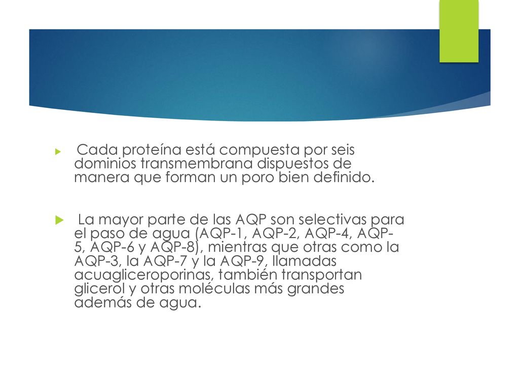 Cada proteína está compuesta por seis dominios transmembrana dispuestos de manera que forman un poro bien definido.