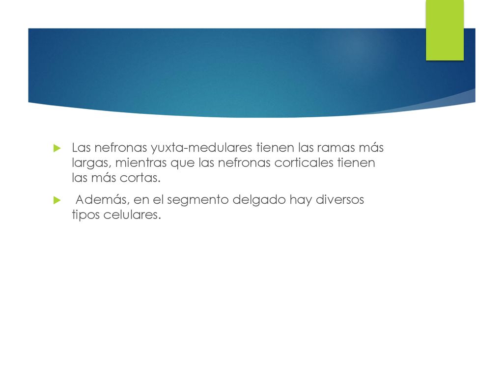 Las nefronas yuxta-medulares tienen las ramas más largas, mientras que las nefronas corticales tienen las más cortas.