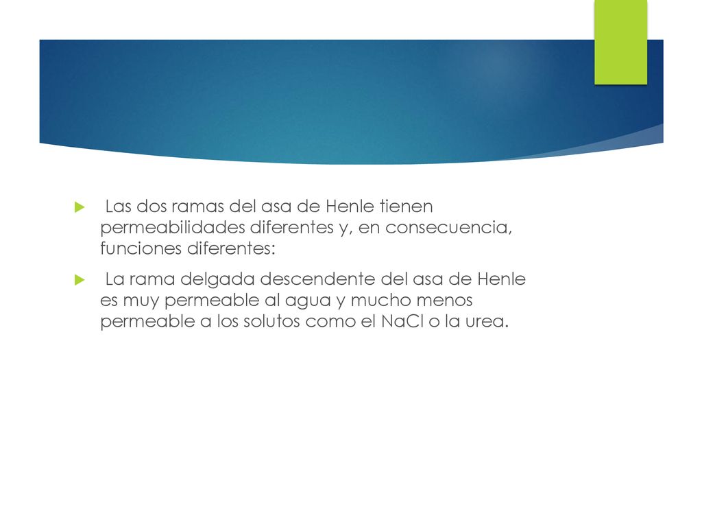 Las dos ramas del asa de Henle tienen permeabilidades diferentes y, en consecuencia, funciones diferentes: