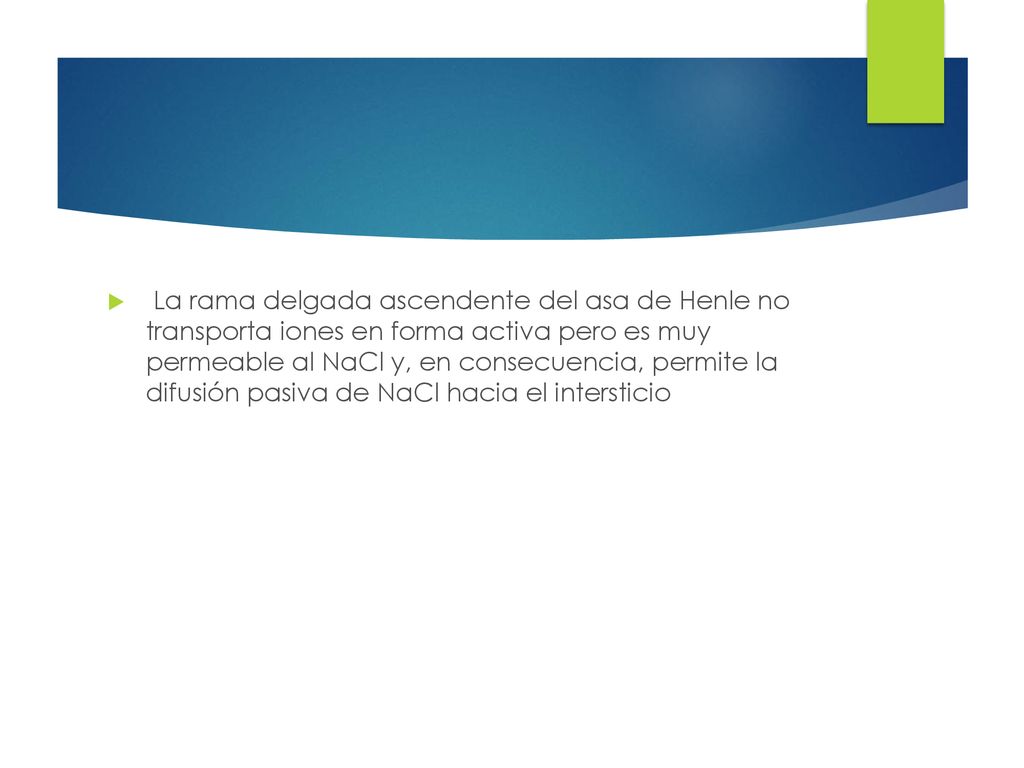 La rama delgada ascendente del asa de Henle no transporta iones en forma activa pero es muy permeable al NaCl y, en consecuencia, permite la difusión pasiva de NaCl hacia el intersticio