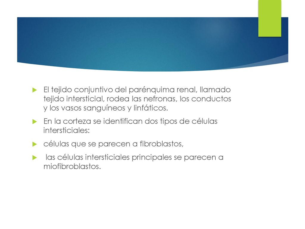 El tejido conjuntivo del parénquima renal, llamado tejido intersticial, rodea las nefronas, los conductos y los vasos sanguíneos y linfáticos.