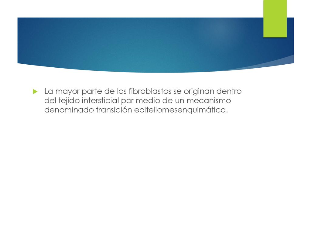 La mayor parte de los fibroblastos se originan dentro del tejido intersticial por medio de un mecanismo denominado transición epiteliomesenquimática.