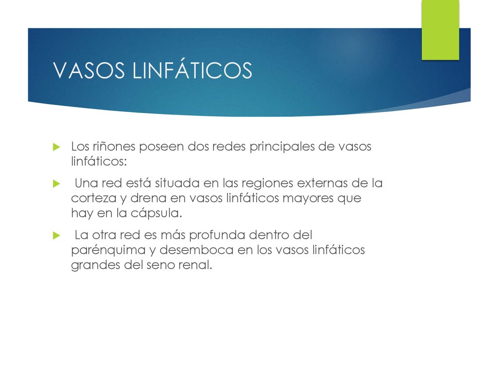 VASOS LINFÁTICOS Los riñones poseen dos redes principales de vasos linfáticos: