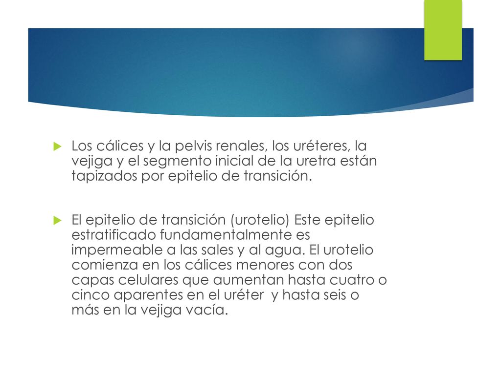 Los cálices y la pelvis renales, los uréteres, la vejiga y el segmento inicial de la uretra están tapizados por epitelio de transición.