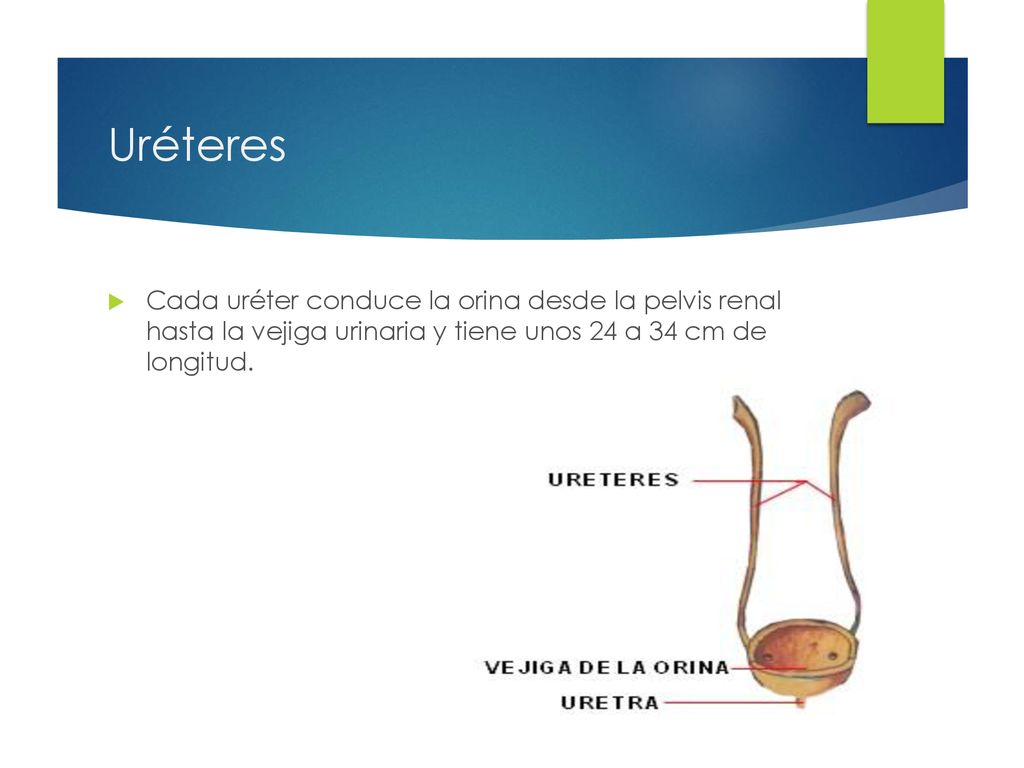 Uréteres Cada uréter conduce la orina desde la pelvis renal hasta la vejiga urinaria y tiene unos 24 a 34 cm de longitud.
