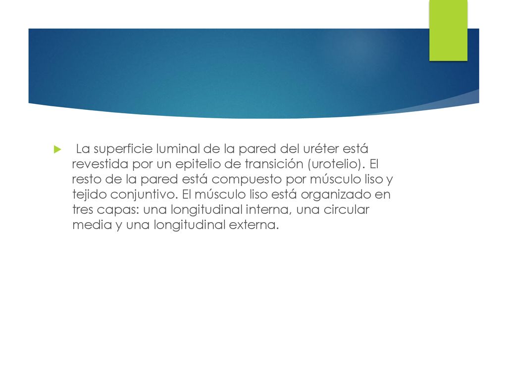 La superficie luminal de la pared del uréter está revestida por un epitelio de transición (urotelio).