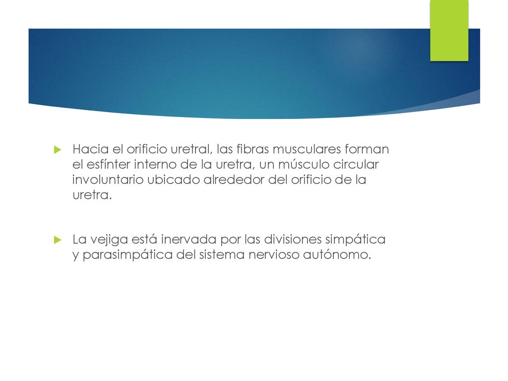 Hacia el orificio uretral, las fibras musculares forman el esfínter interno de la uretra, un músculo circular involuntario ubicado alrededor del orificio de la uretra.