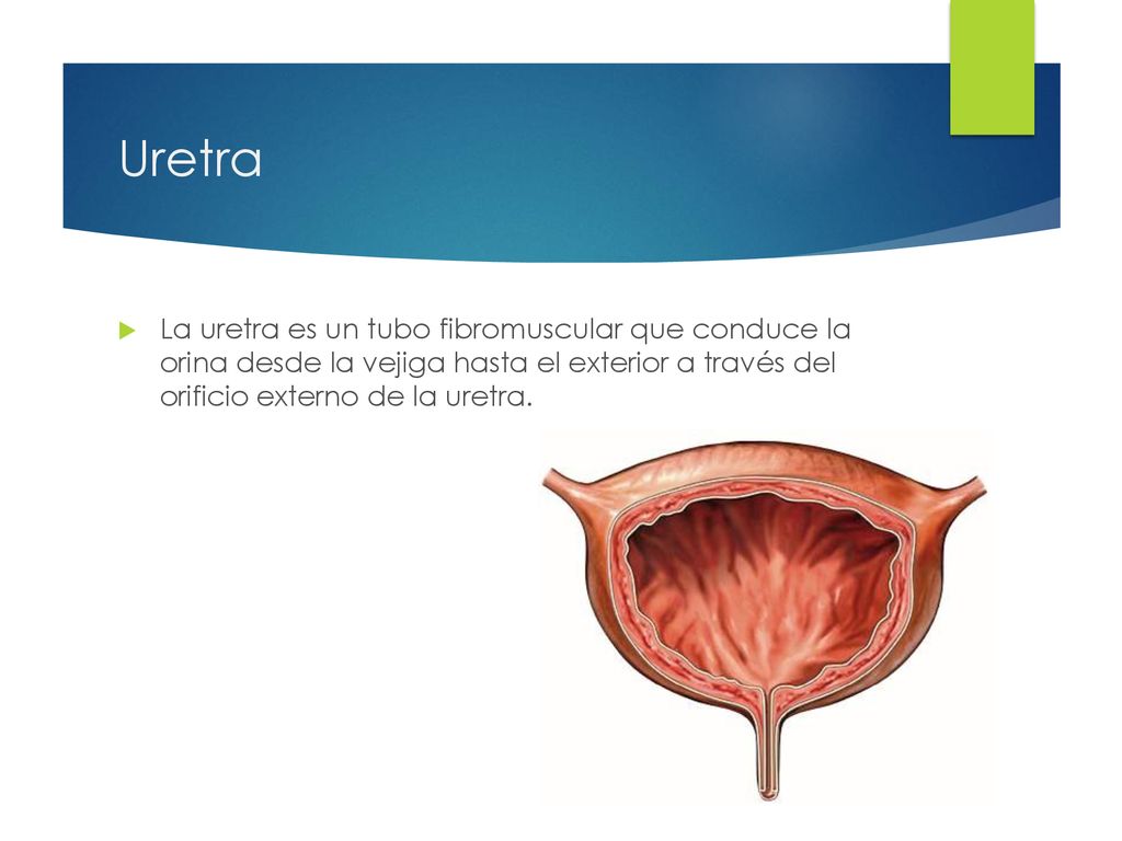 Uretra La uretra es un tubo fibromuscular que conduce la orina desde la vejiga hasta el exterior a través del orificio externo de la uretra.
