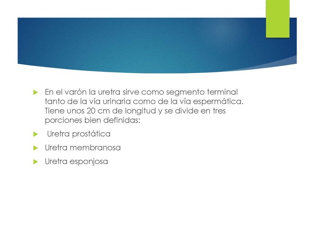 En el varón la uretra sirve como segmento terminal tanto de la vía urinaria como de la vía espermática. Tiene unos 20 cm de longitud y se divide en tres porciones bien definidas: