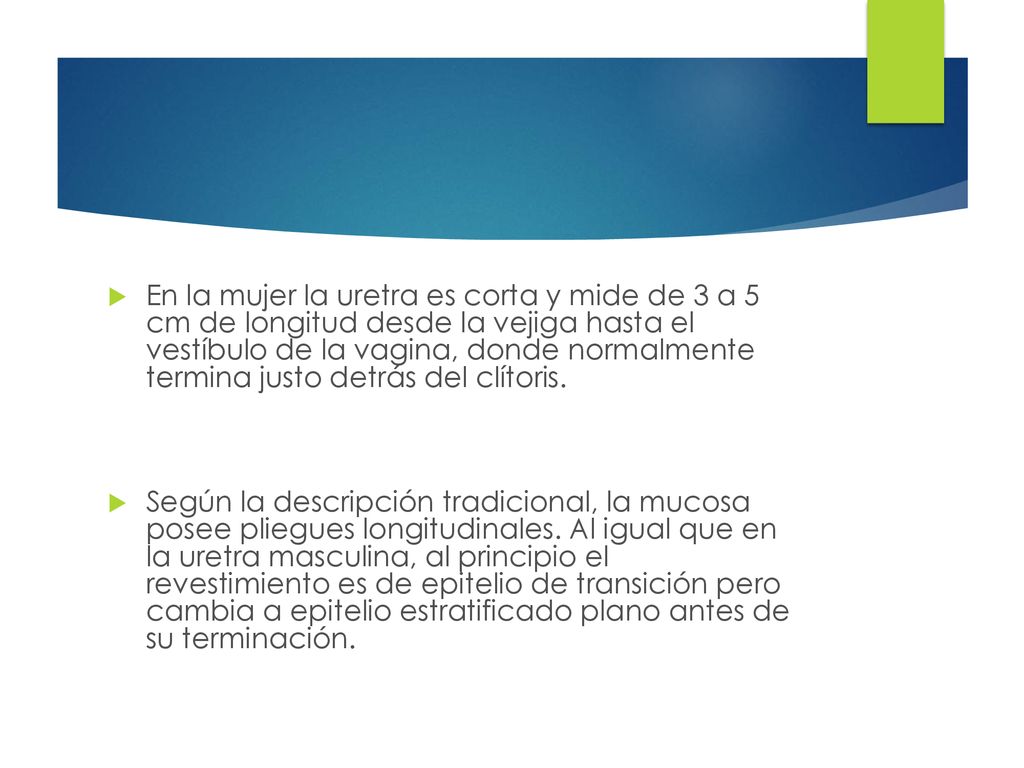 En la mujer la uretra es corta y mide de 3 a 5 cm de longitud desde la vejiga hasta el vestíbulo de la vagina, donde normalmente termina justo detrás del clítoris.
