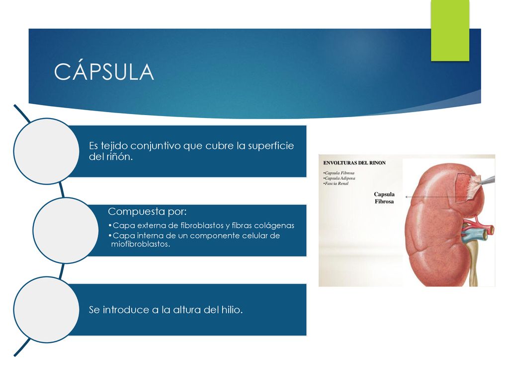 CÁPSULA Es tejido conjuntivo que cubre la superficie del riñón.