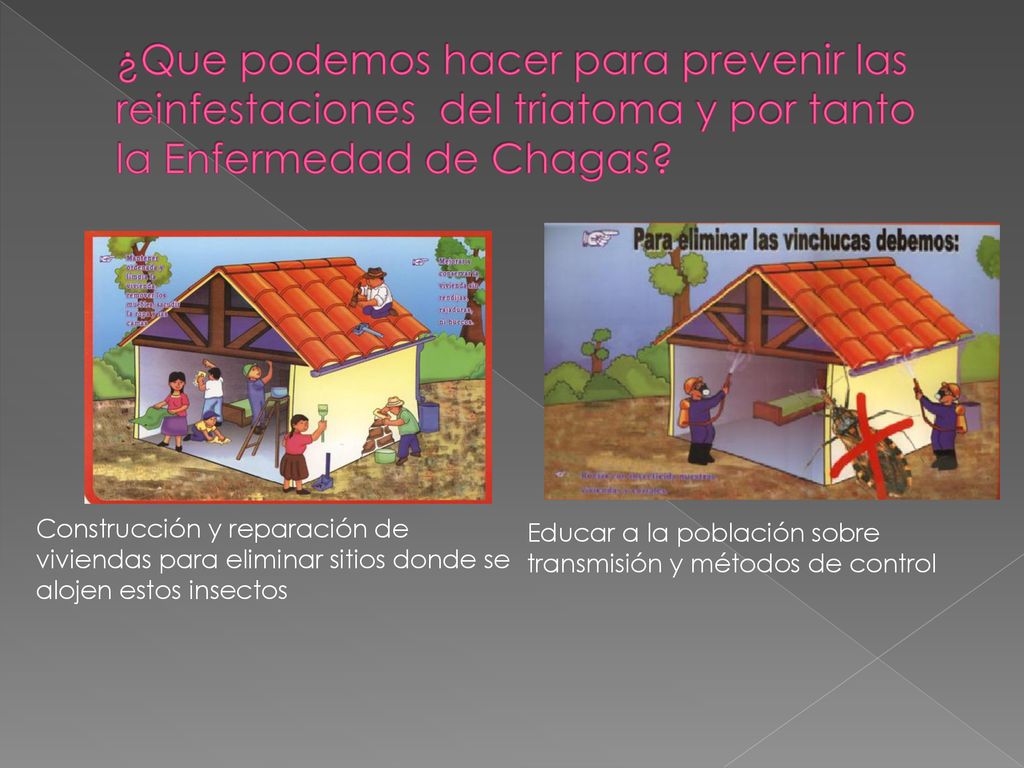 ¿Que podemos hacer para prevenir las reinfestaciones del triatoma y por tanto la Enfermedad de Chagas