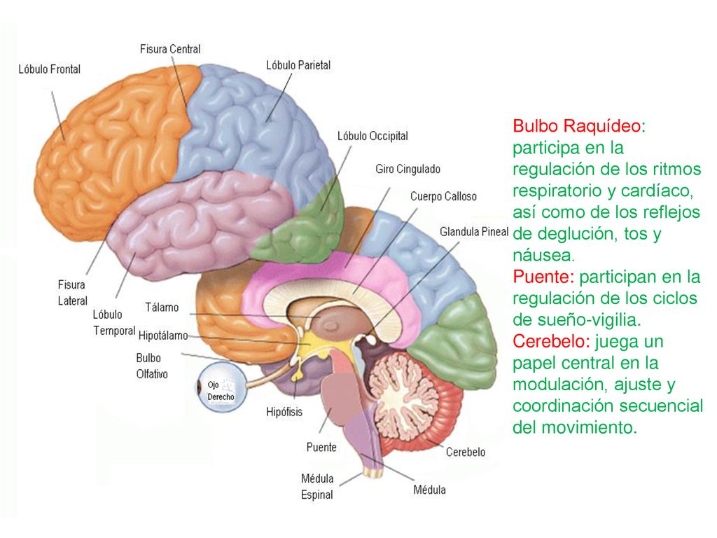 Bulbo Raquídeo: participa en la regulación de los ritmos respiratorio y cardíaco, así como de los reflejos de deglución, tos y náusea.