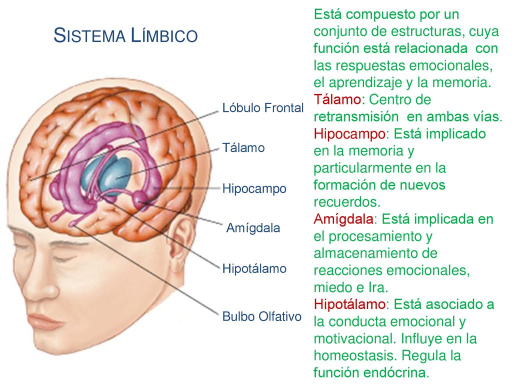 Está compuesto por un conjunto de estructuras, cuya función está relacionada con las respuestas emocionales, el aprendizaje y la memoria.