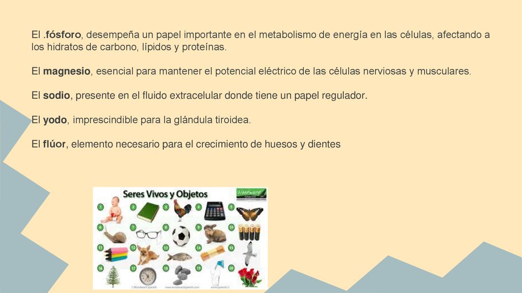El .fósforo, desempeña un papel importante en el metabolismo de energía en las células, afectando a los hidratos de carbono, lípidos y proteínas.