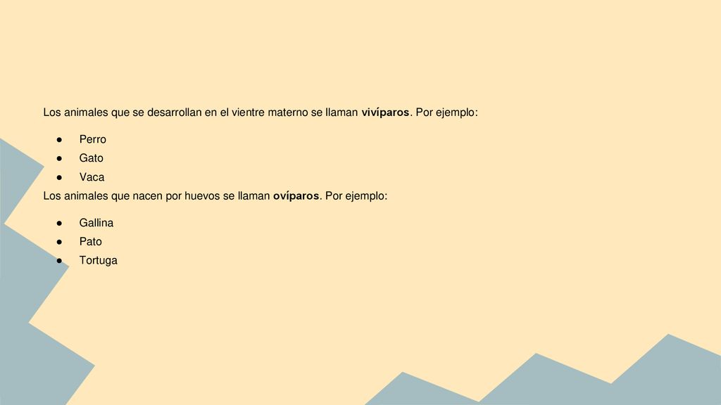 Los animales que se desarrollan en el vientre materno se llaman vivíparos. Por ejemplo: