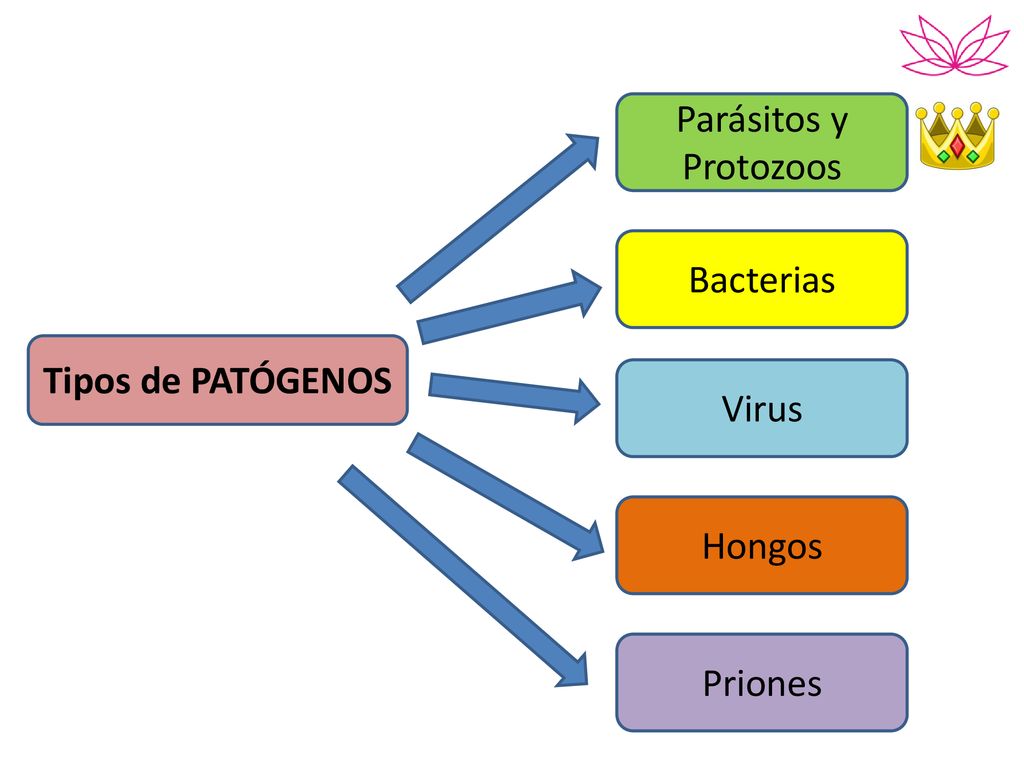 Parásitos y Protozoos Bacterias Tipos de PATÓGENOS Virus Hongos Priones