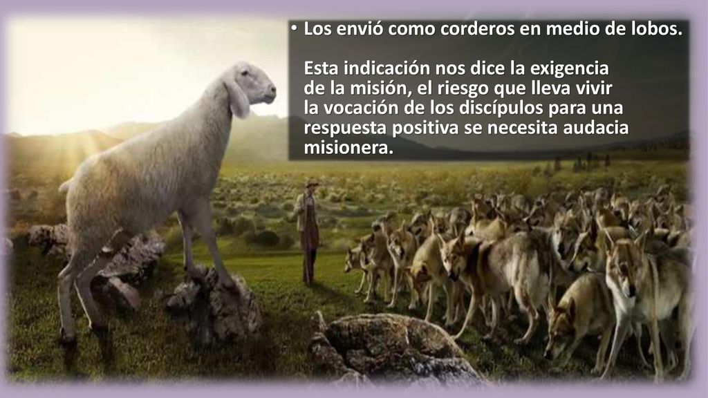 Los envió como corderos en medio de lobos