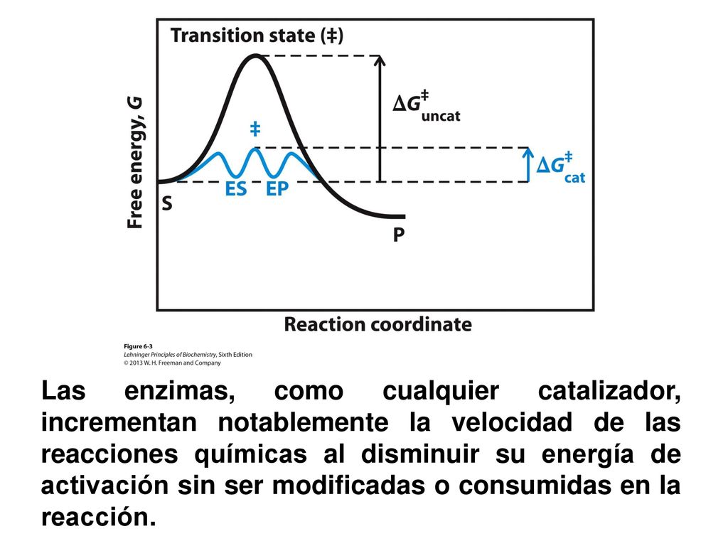 Las enzimas, como cualquier catalizador, incrementan notablemente la velocidad de las reacciones químicas al disminuir su energía de activación sin ser modificadas o consumidas en la reacción.