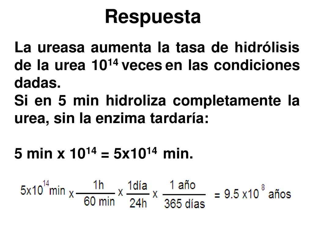 Respuesta La ureasa aumenta la tasa de hidrólisis de la urea 1014 veces en las condiciones dadas.