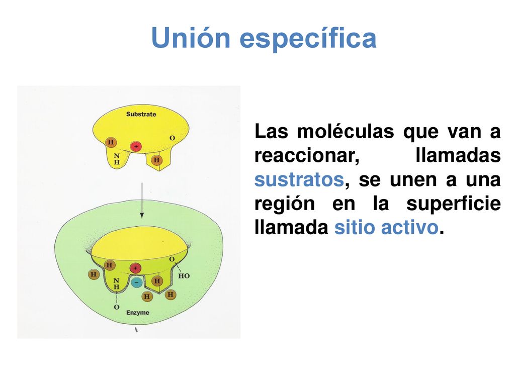 Unión específica Las moléculas que van a reaccionar, llamadas sustratos, se unen a una región en la superficie llamada sitio activo.