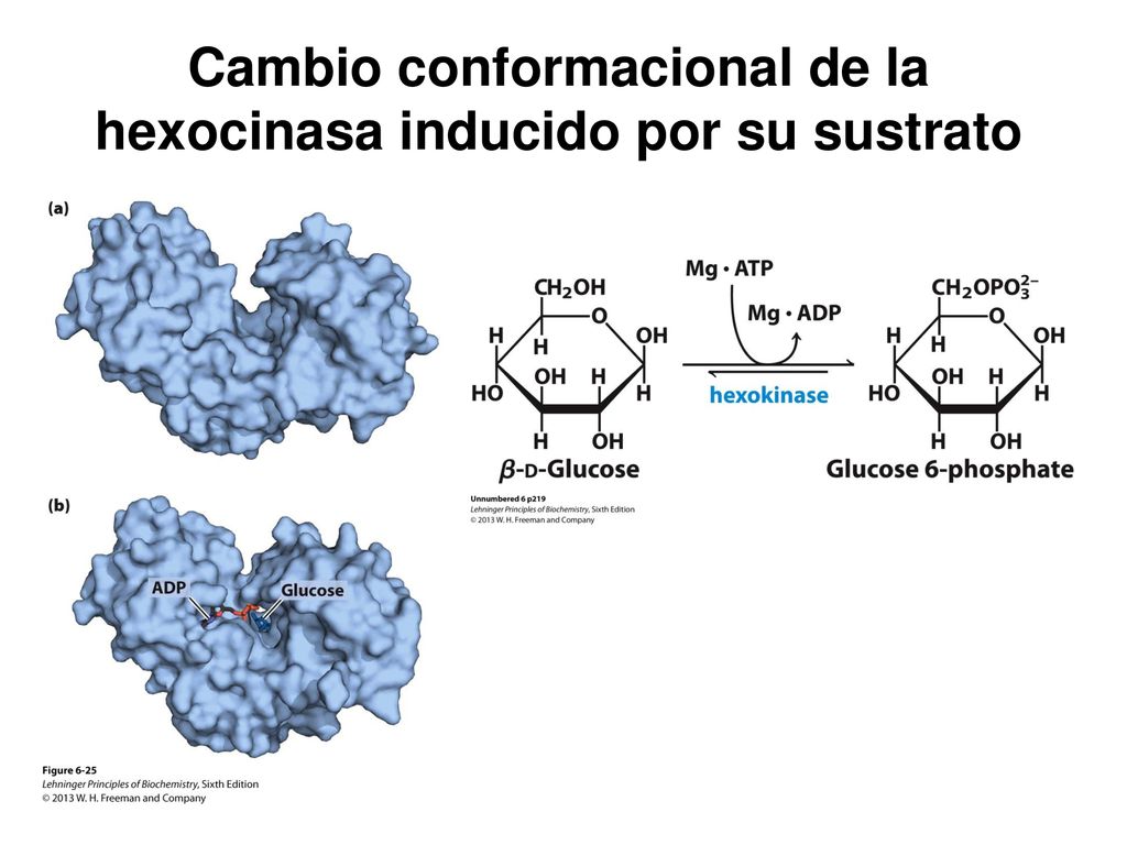 Cambio conformacional de la hexocinasa inducido por su sustrato