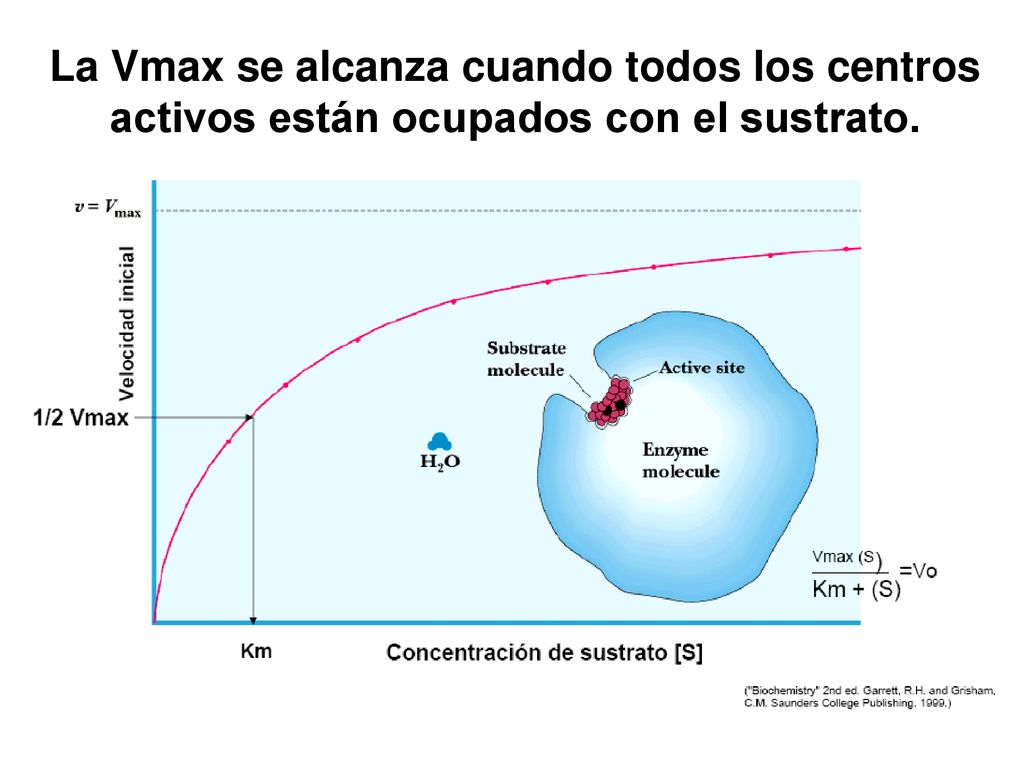La Vmax se alcanza cuando todos los centros activos están ocupados con el sustrato.