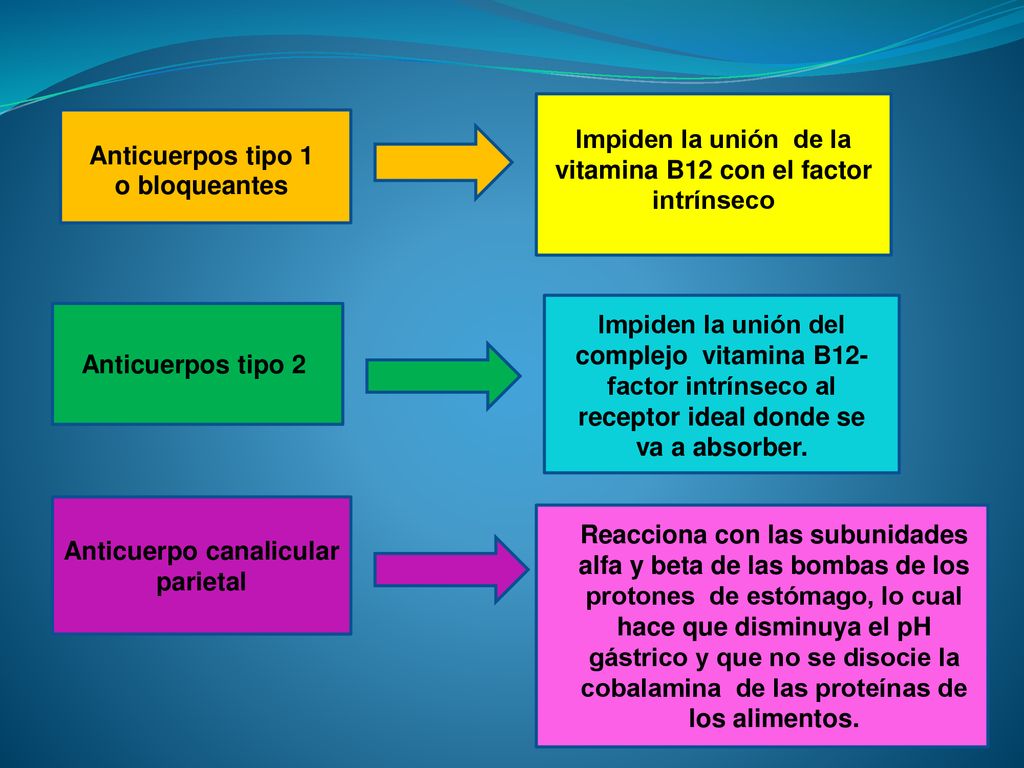Impiden la unión de la vitamina B12 con el factor intrínseco