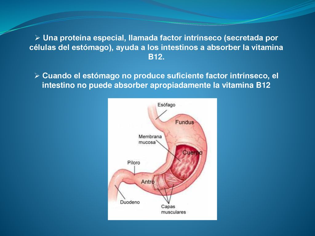 Una proteína especial, llamada factor intrínseco (secretada por células del estómago), ayuda a los intestinos a absorber la vitamina B12.