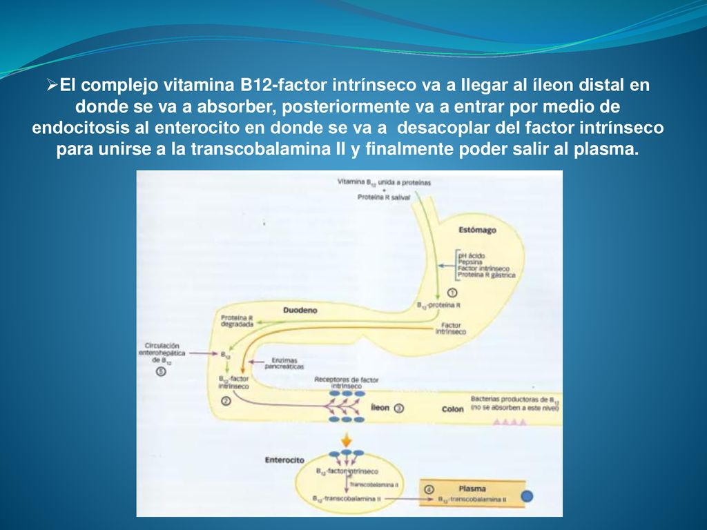 El complejo vitamina B12-factor intrínseco va a llegar al íleon distal en donde se va a absorber, posteriormente va a entrar por medio de endocitosis al enterocito en donde se va a desacoplar del factor intrínseco para unirse a la transcobalamina II y finalmente poder salir al plasma.