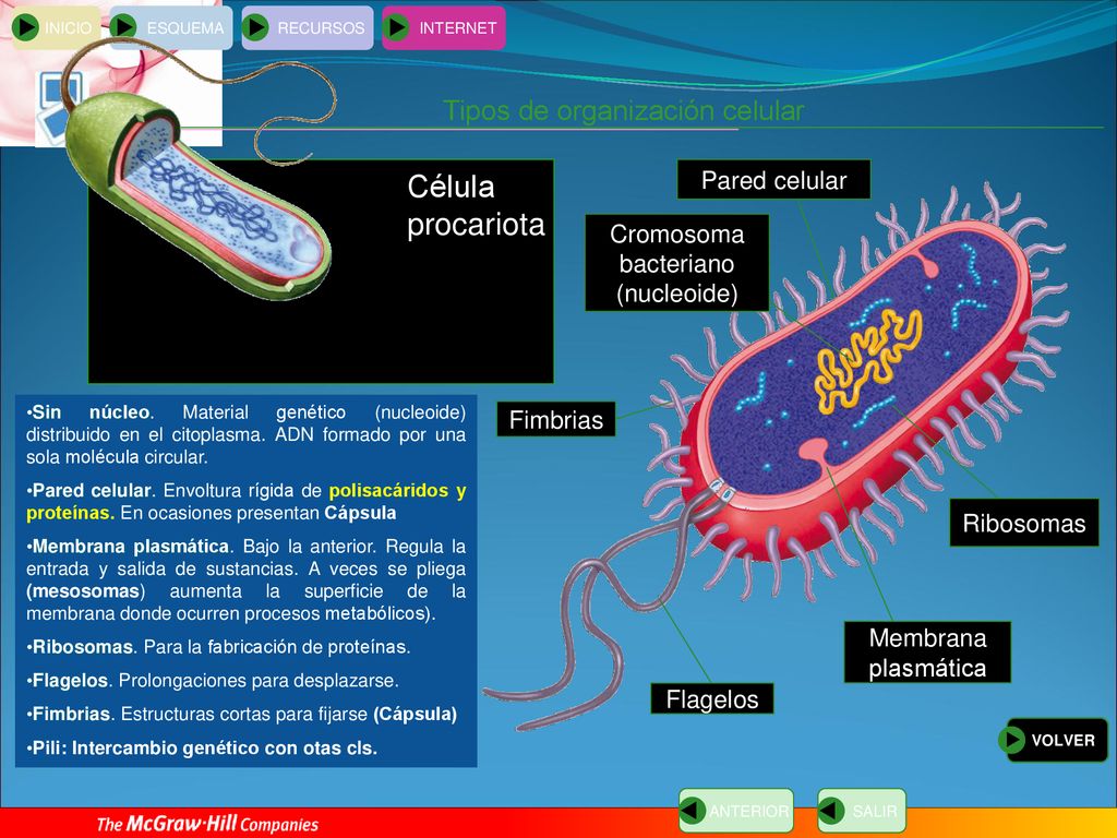 Célula procariota Tipos de organización celular Pared celular