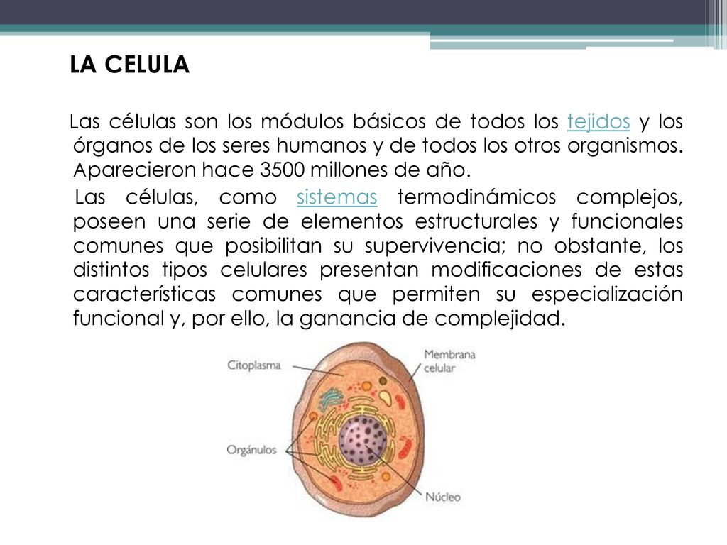 LA CELULA Las células son los módulos básicos de todos los tejidos y los órganos de los seres humanos y de todos los otros organismos.