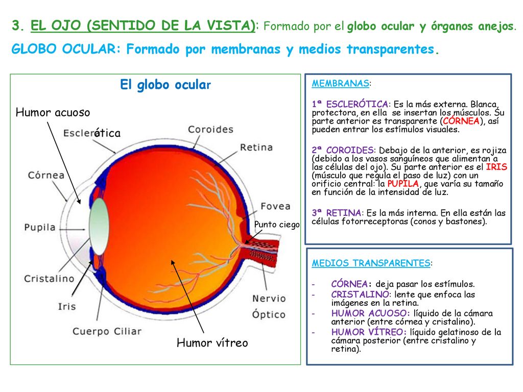 GLOBO OCULAR: Formado por membranas y medios transparentes.