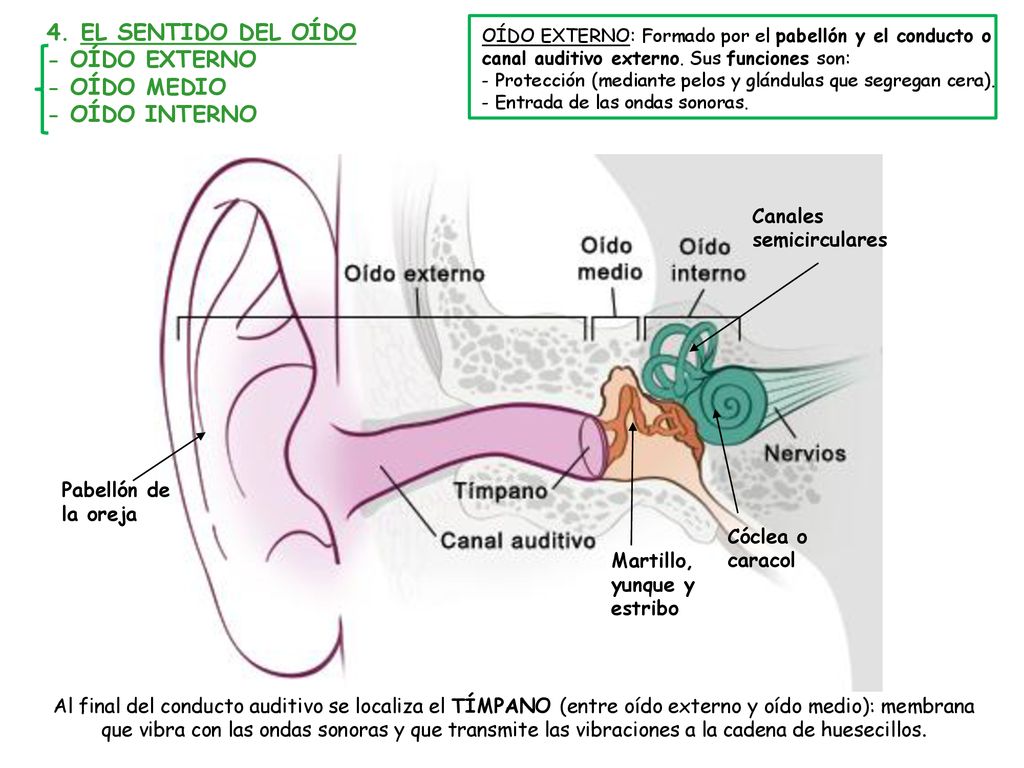 4. EL SENTIDO DEL OÍDO - OÍDO EXTERNO - OÍDO MEDIO - OÍDO INTERNO