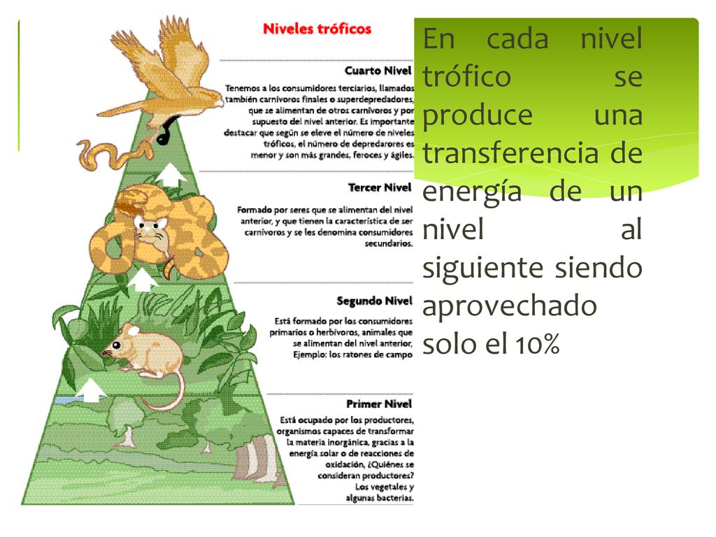En cada nivel trófico se produce una transferencia de energía de un nivel al siguiente siendo aprovechado solo el 10%