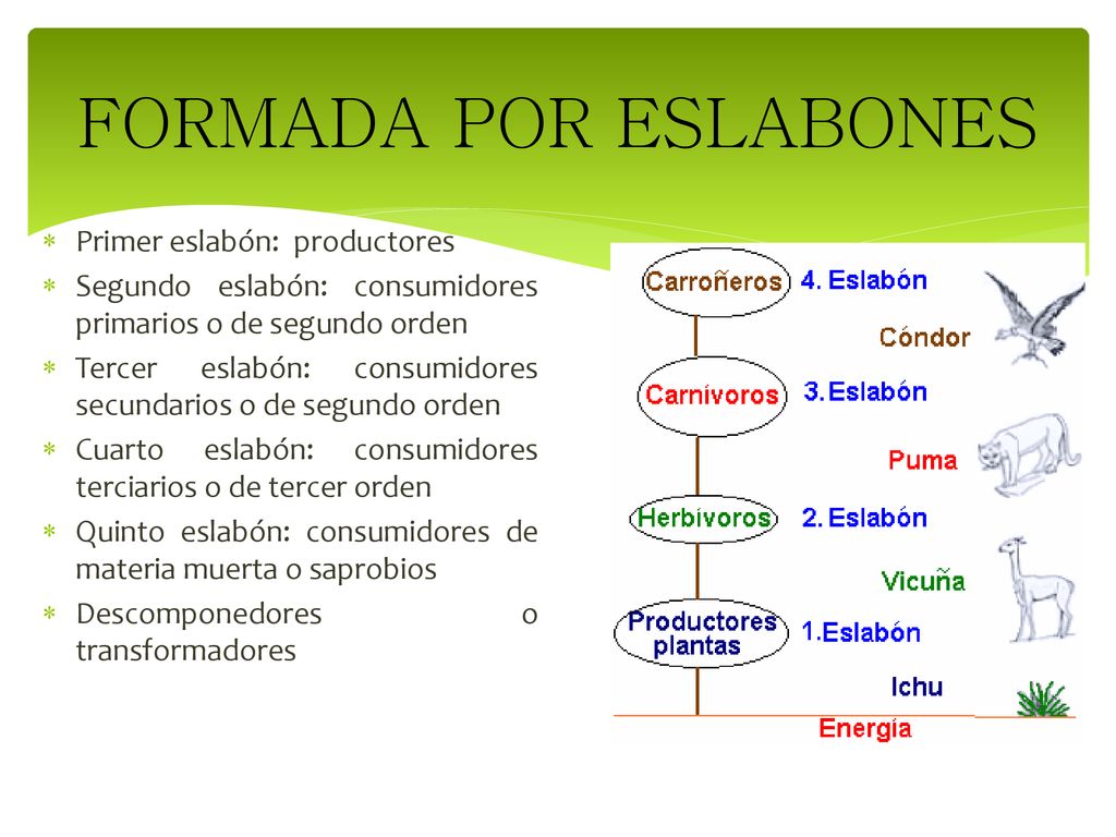 FORMADA POR ESLABONES Primer eslabón: productores