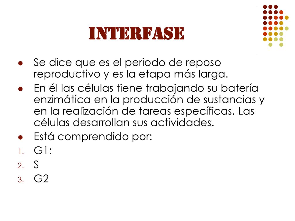 INTERFASE Se dice que es el periodo de reposo reproductivo y es la etapa más larga.