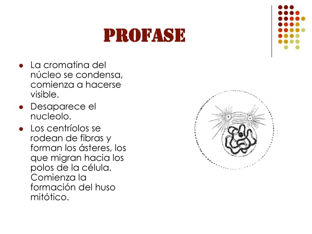 PROFASE La cromatina del núcleo se condensa, comienza a hacerse visible. Desaparece el nucleolo.