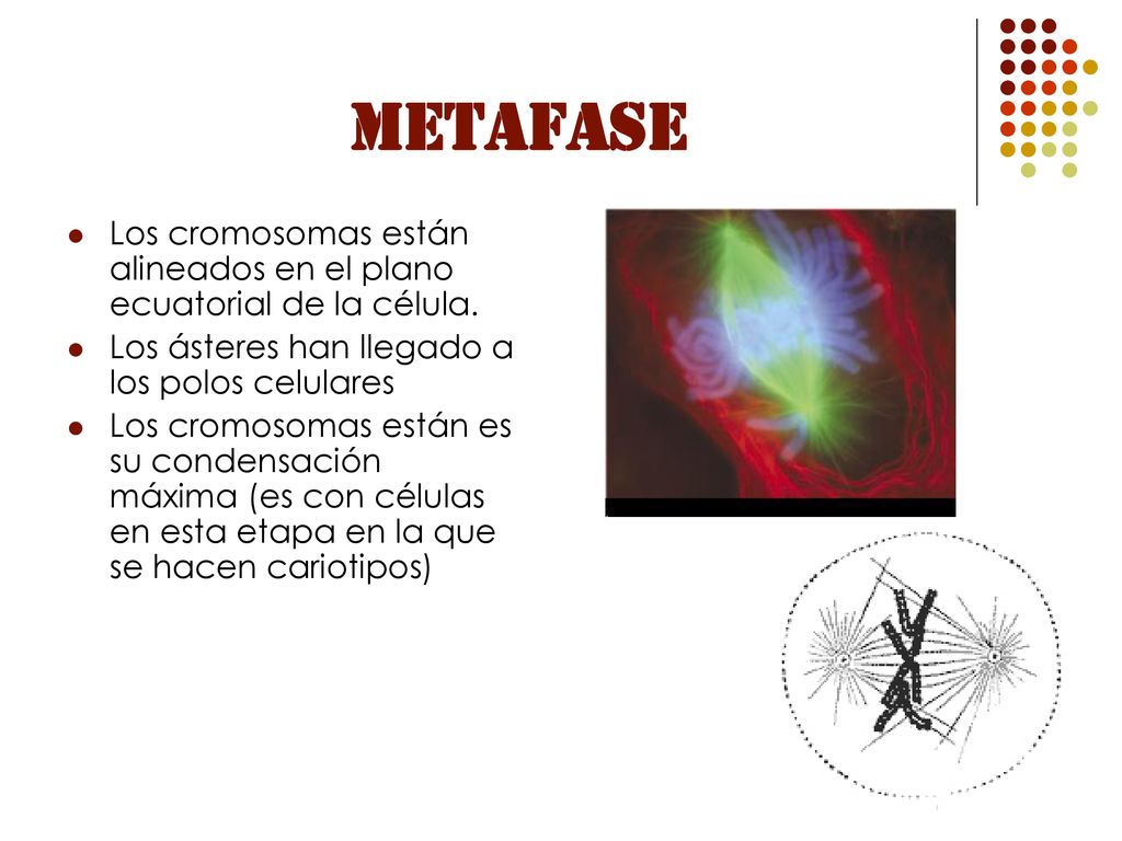 METAFASE Los cromosomas están alineados en el plano ecuatorial de la célula. Los ásteres han llegado a los polos celulares.