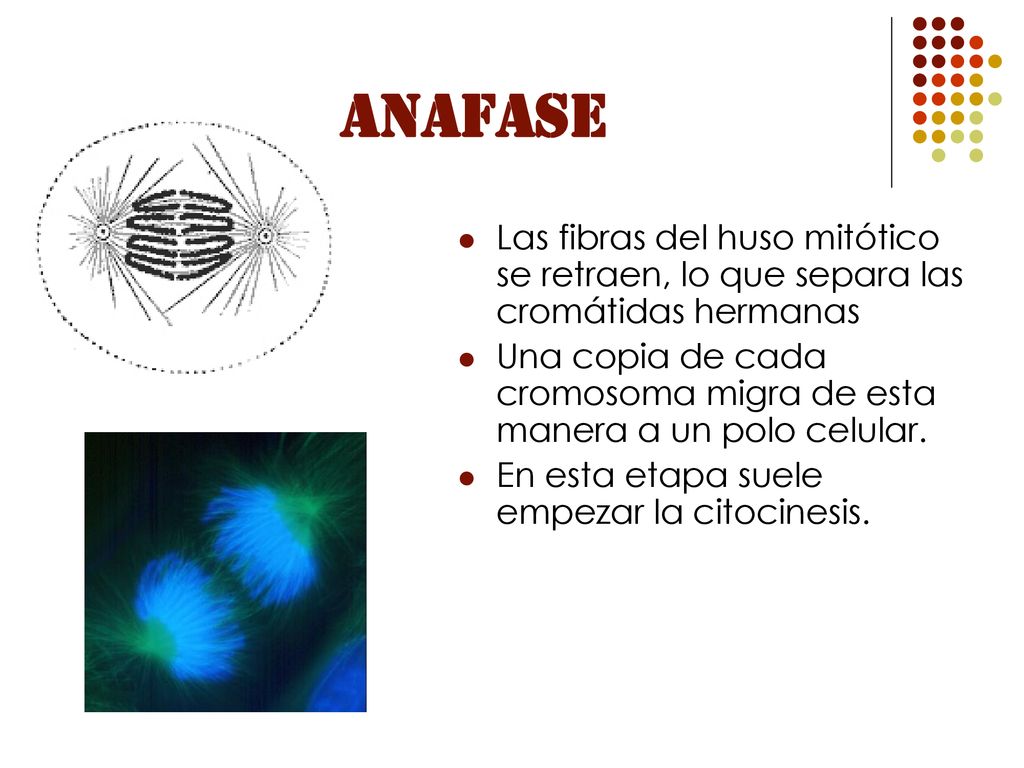ANAFASE Las fibras del huso mitótico se retraen, lo que separa las cromátidas hermanas.