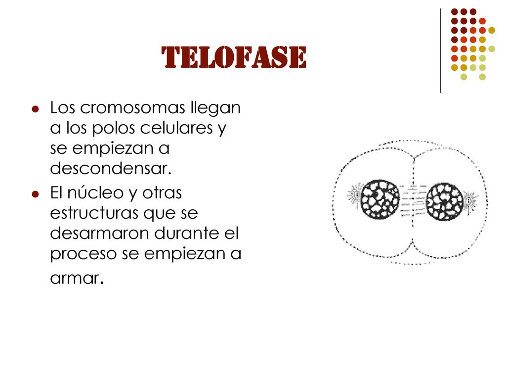 TELOFASE Los cromosomas llegan a los polos celulares y se empiezan a descondensar.