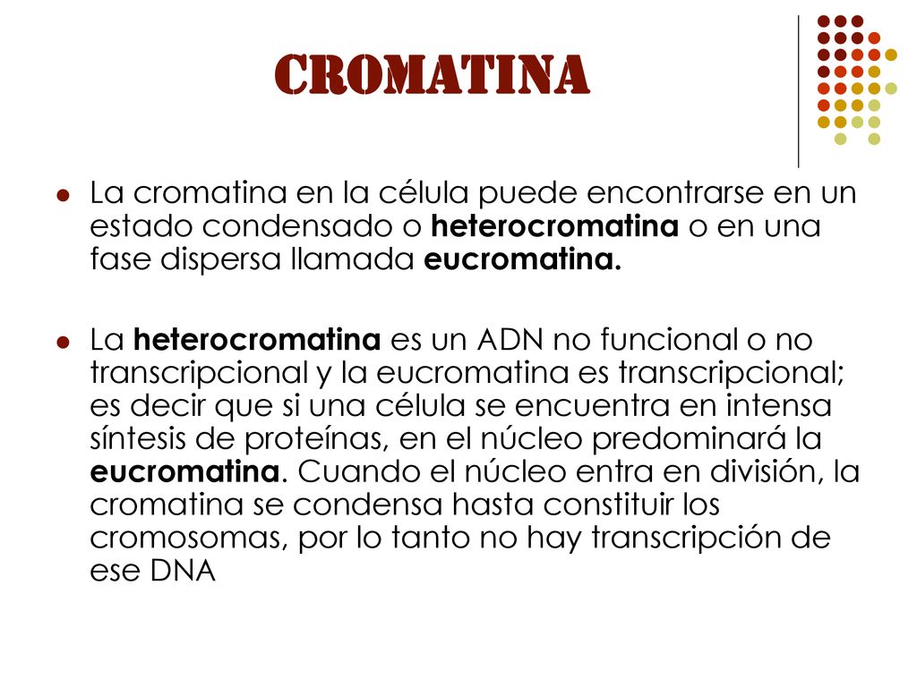 CROMATINA La cromatina en la célula puede encontrarse en un estado condensado o heterocromatina o en una fase dispersa llamada eucromatina.