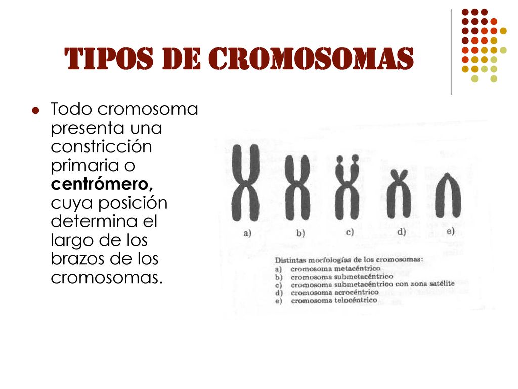 TIPOS DE CROMOSOMAS Todo cromosoma presenta una constricción primaria o centrómero, cuya posición determina el largo de los brazos de los cromosomas.