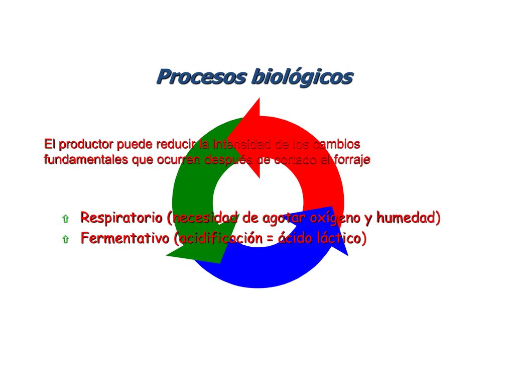 Procesos biológicos El productor puede reducir la intensidad de los cambios. fundamentales que ocurren después de cortado el forraje.