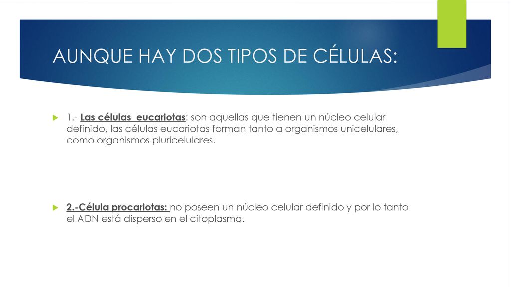 AUNQUE HAY DOS TIPOS DE CÉLULAS: