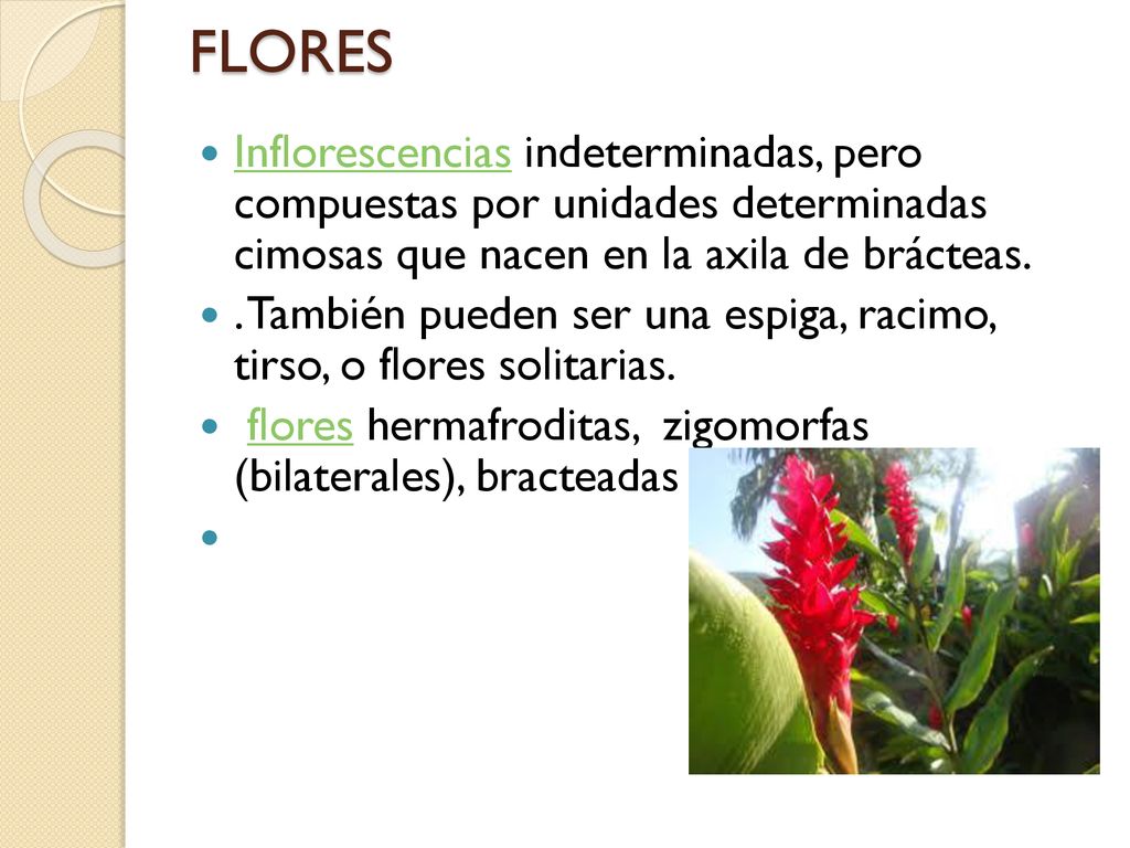 FLORES Inflorescencias indeterminadas, pero compuestas por unidades determinadas cimosas que nacen en la axila de brácteas.