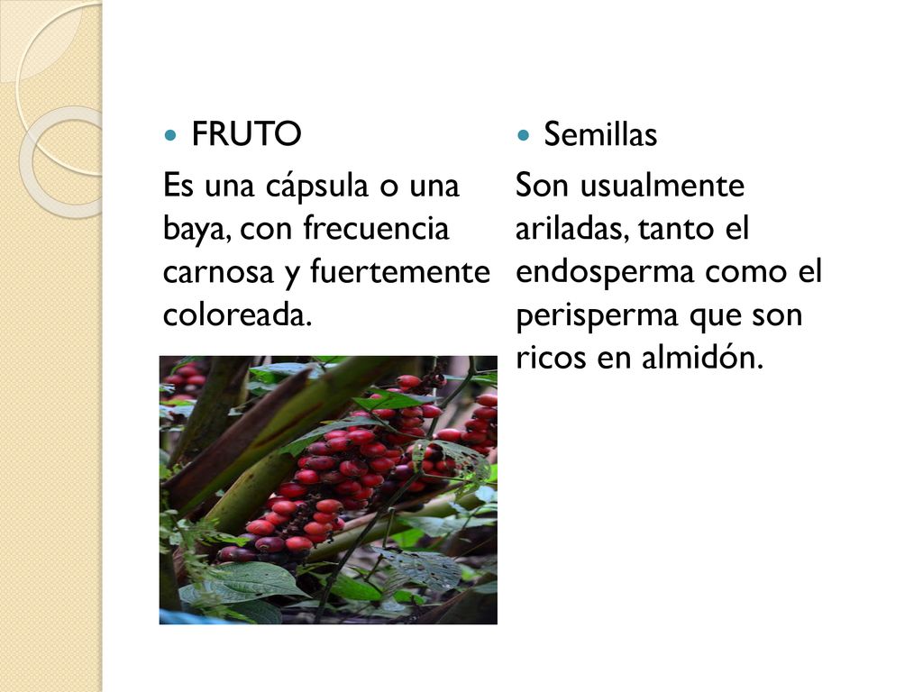 Semillas Son usualmente ariladas, tanto el endosperma como el perisperma que son ricos en almidón.