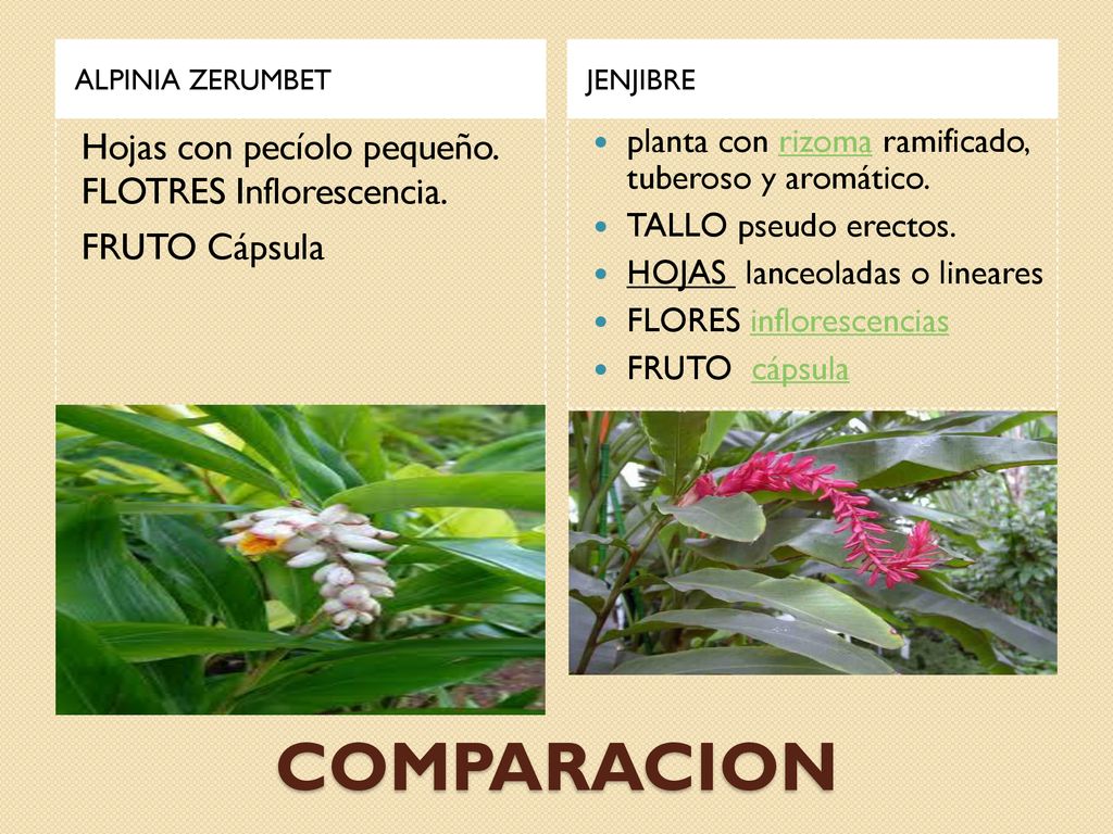 ALPINIA ZERUMBET JENJIBRE. Hojas con pecíolo pequeño. FLOTRES Inflorescencia. FRUTO Cápsula planta con rizoma ramificado, tuberoso y aromático.