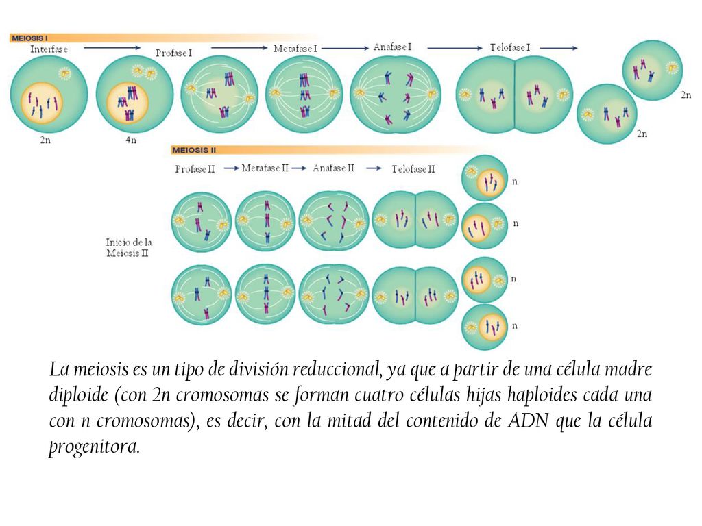 La meiosis es un tipo de división reduccional, ya que a partir de una célula madre diploide (con 2n cromosomas se forman cuatro células hijas haploides cada una con n cromosomas), es decir, con la mitad del contenido de ADN que la célula progenitora.